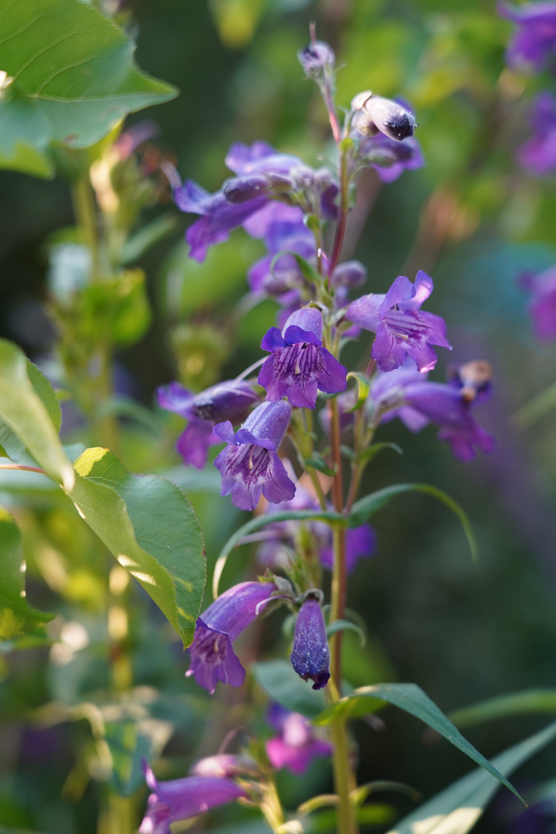 Penstemon 'Midnight'