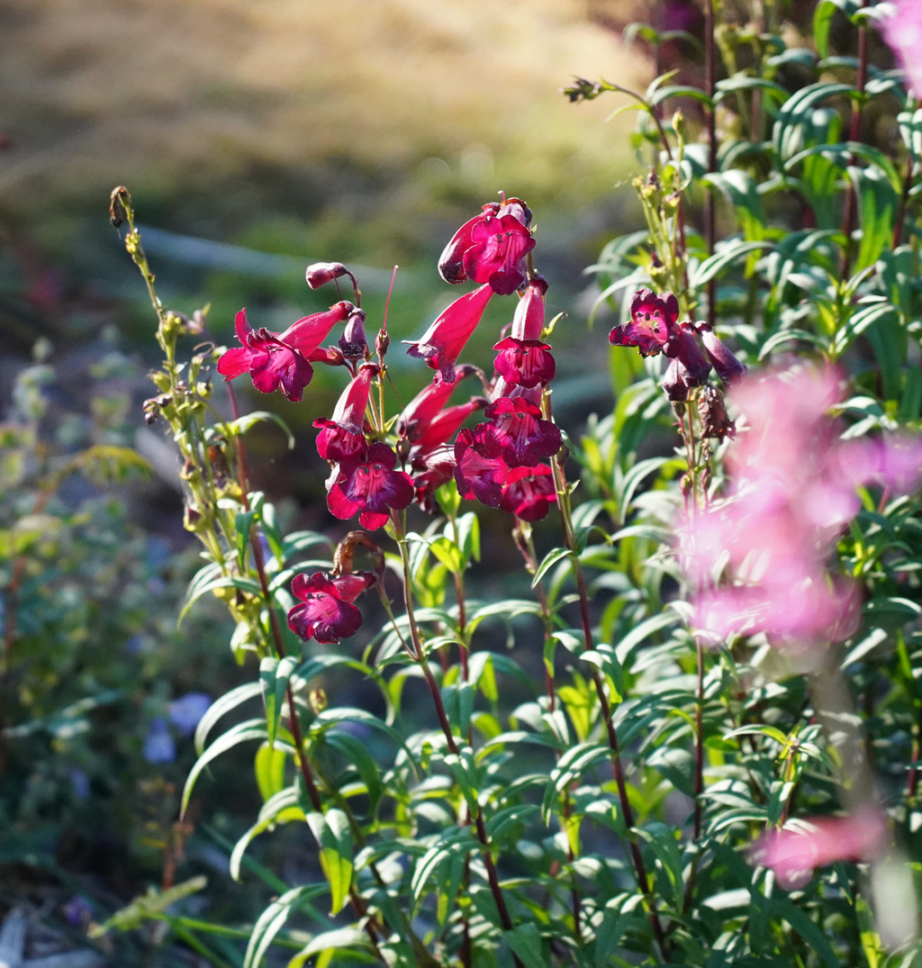 Penstemon 'Port Wine'