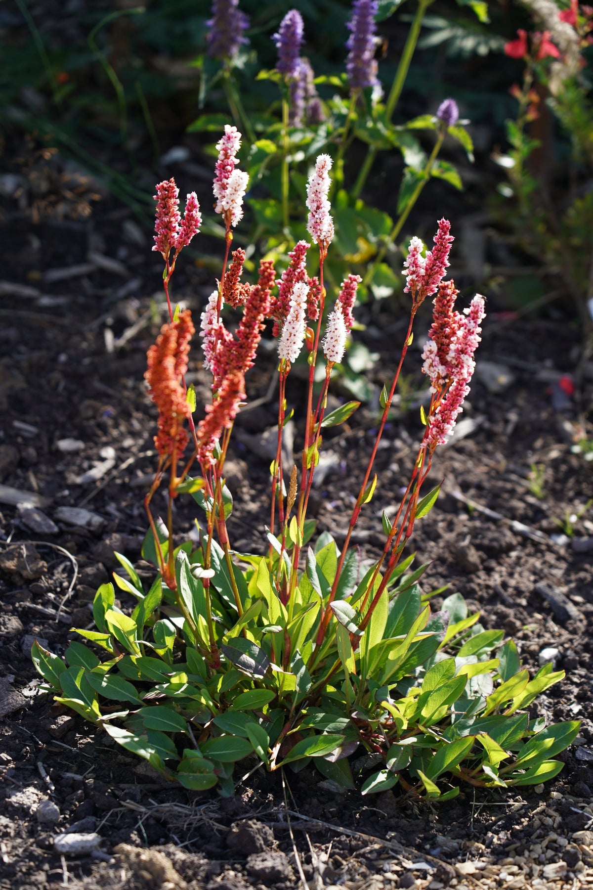Bistorta affinis (Persicaria affinis)