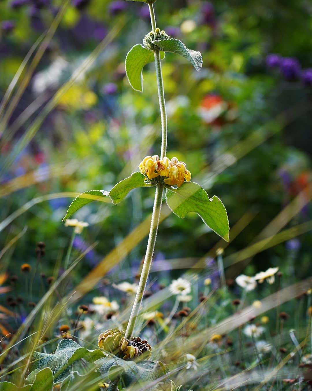 Beautiful, cottage garden flowering perennial plants.