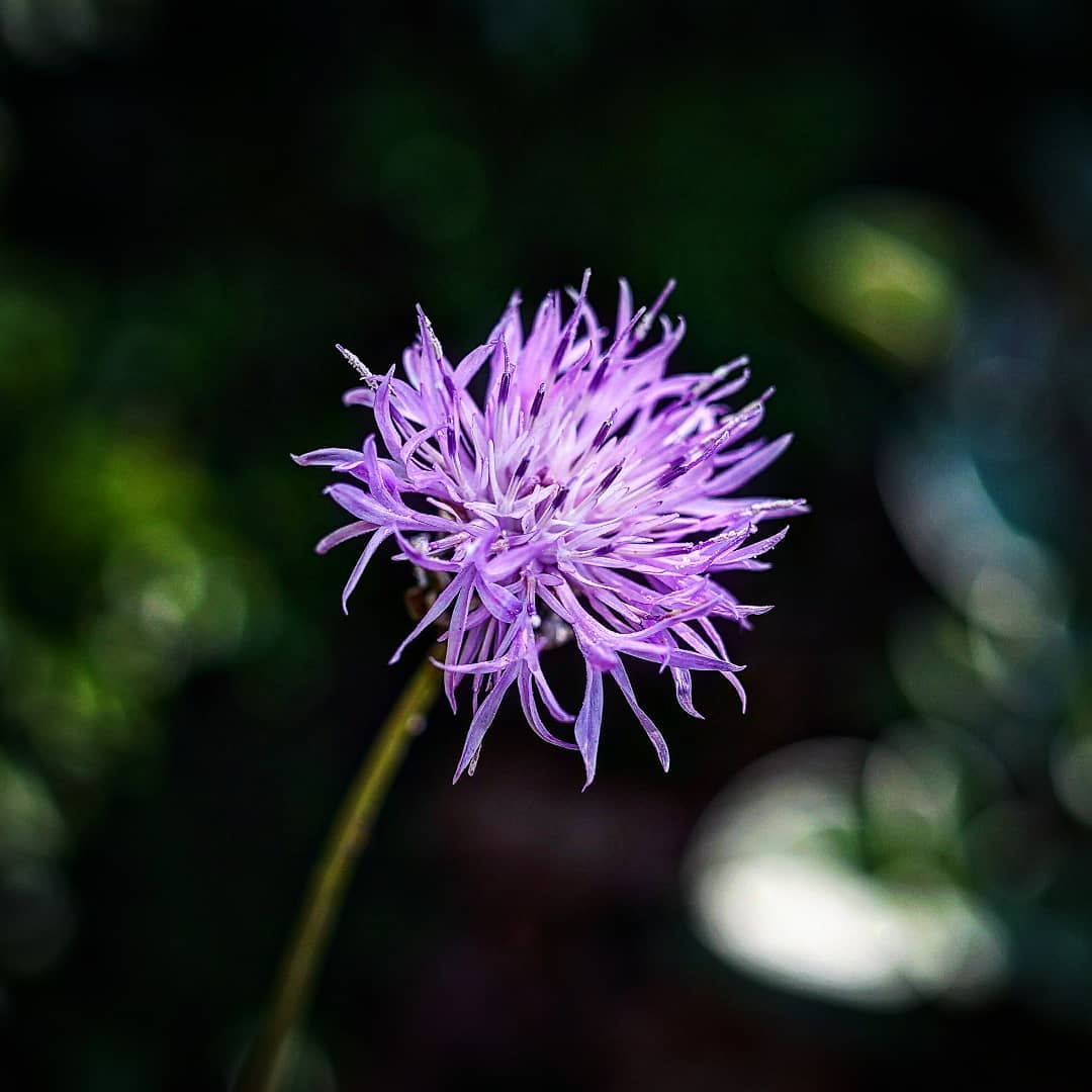 Psephellus (Centaurea) bellus