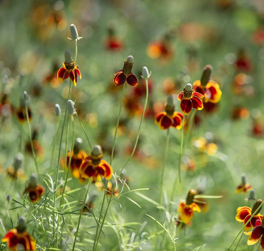 Ratibida columnifera