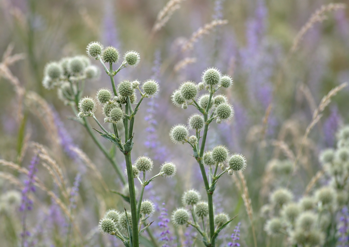 Eryngium yuccifolium - Rattlesnake master