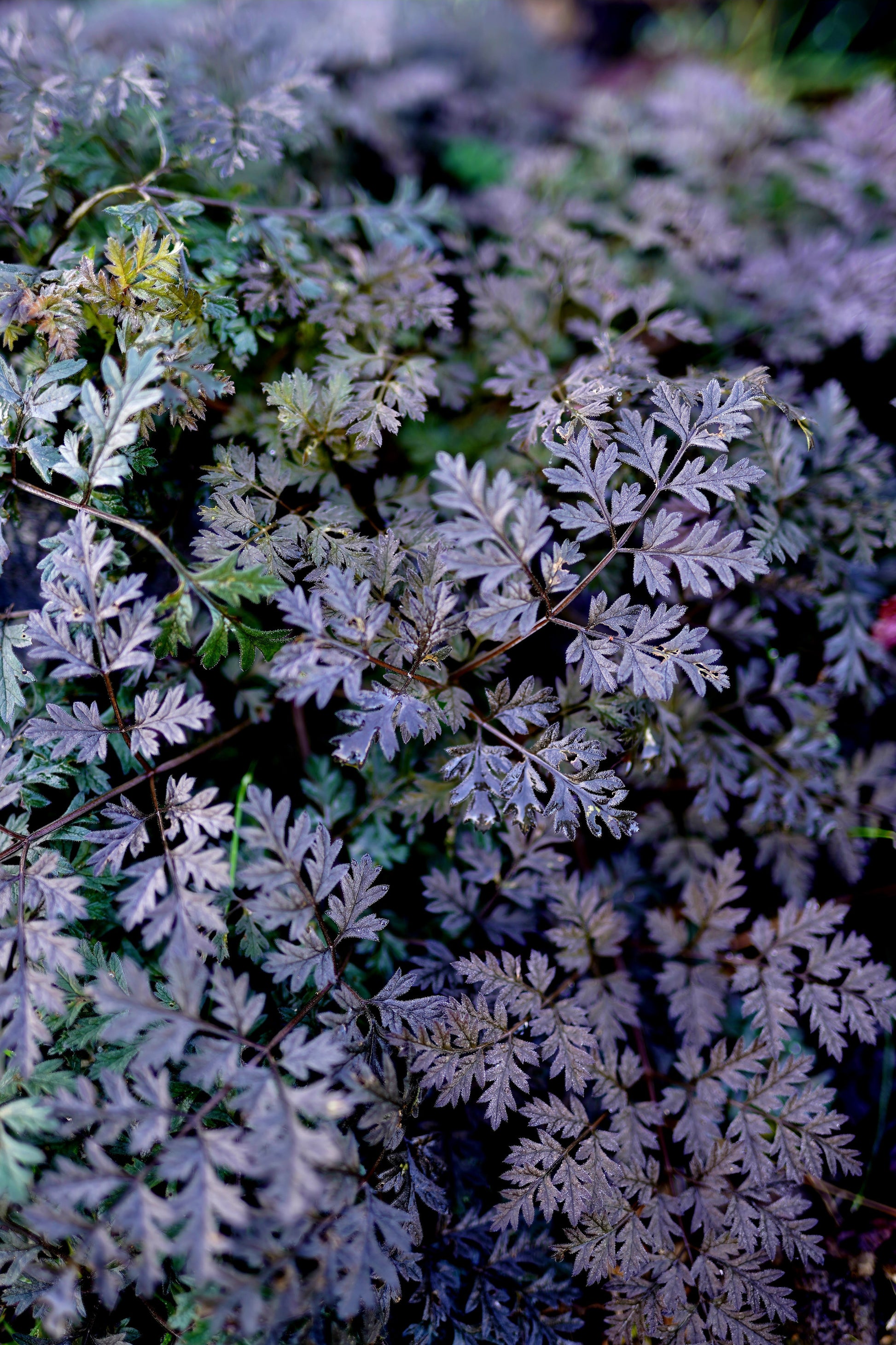 Anthriscus sylvestris 'Ravenswing'