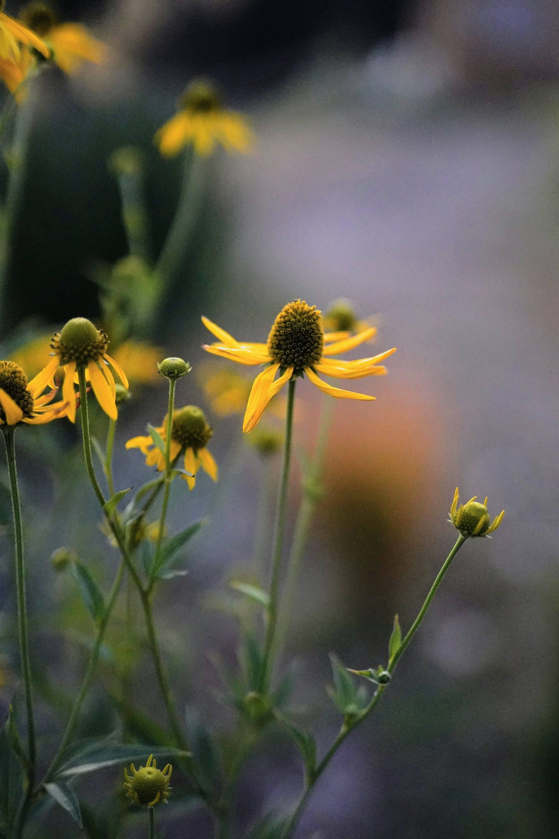 Rudbeckia laciniata