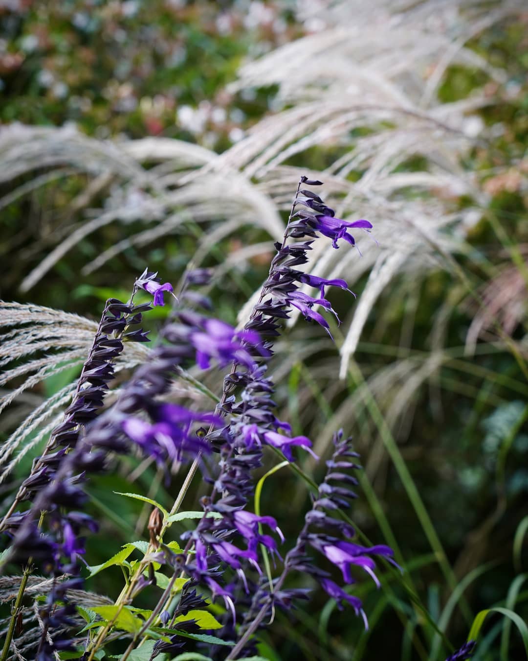 Salvia guaranitica 'Amistad'