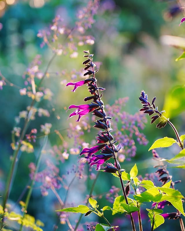 Salvia guaranitica 'Amistad'