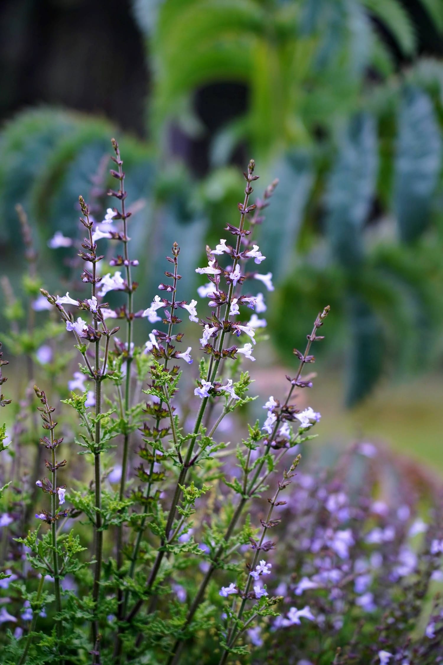 Salvia 'Boundary Creek'