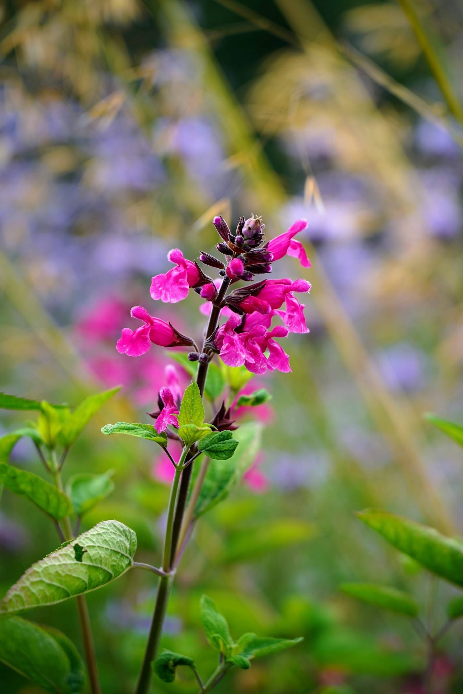 Salvia involucrata 'Mulberry Jam'