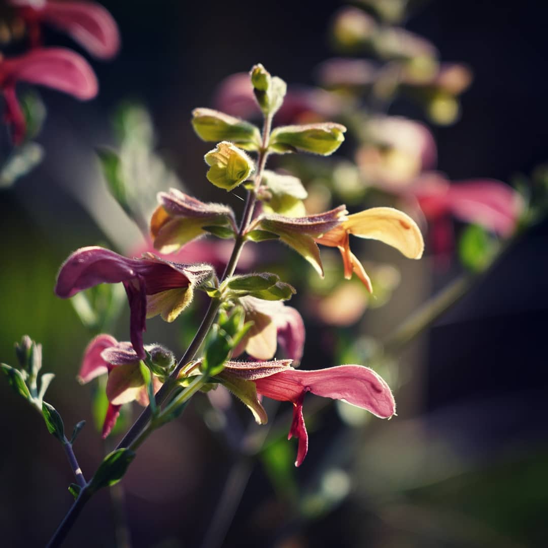 Salvia lanceolata