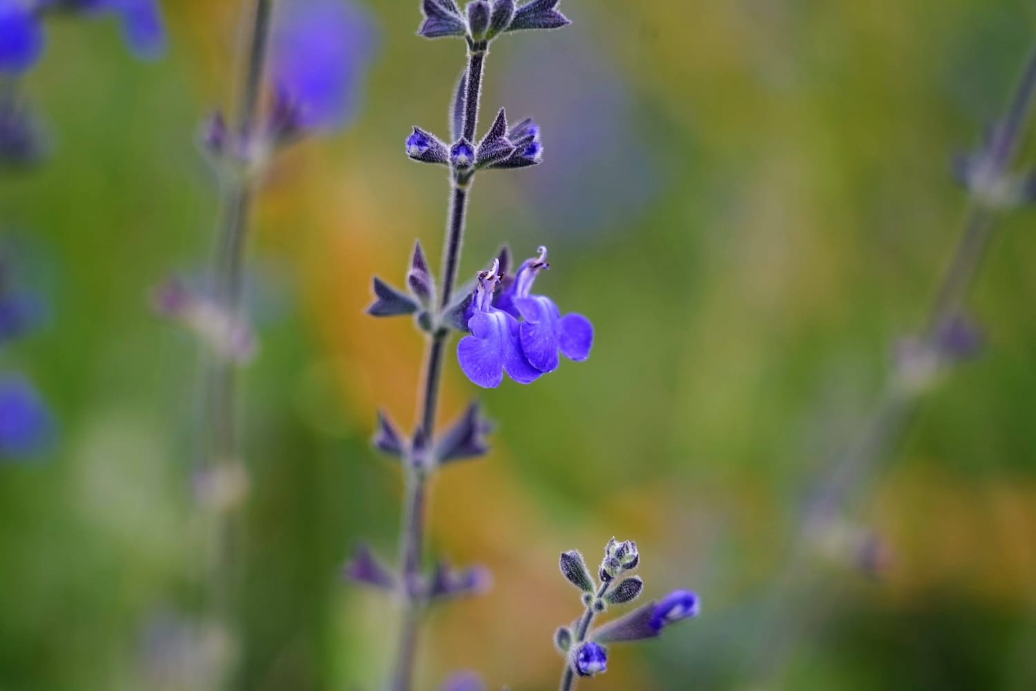 Salvia chamaedryoides 'Marine blue'