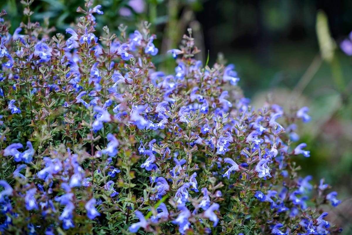 Salvia muirii