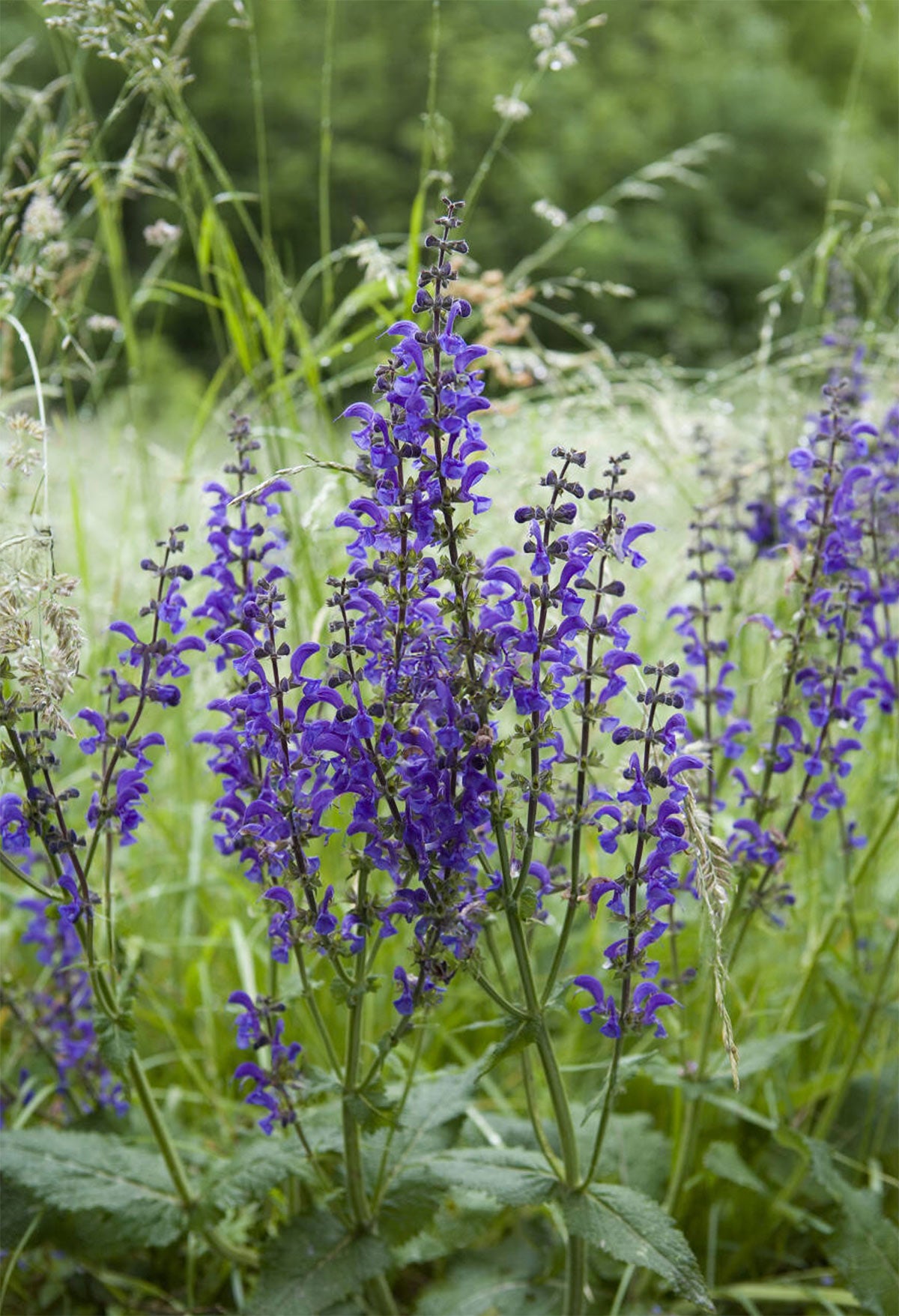 Salvia Pratensis