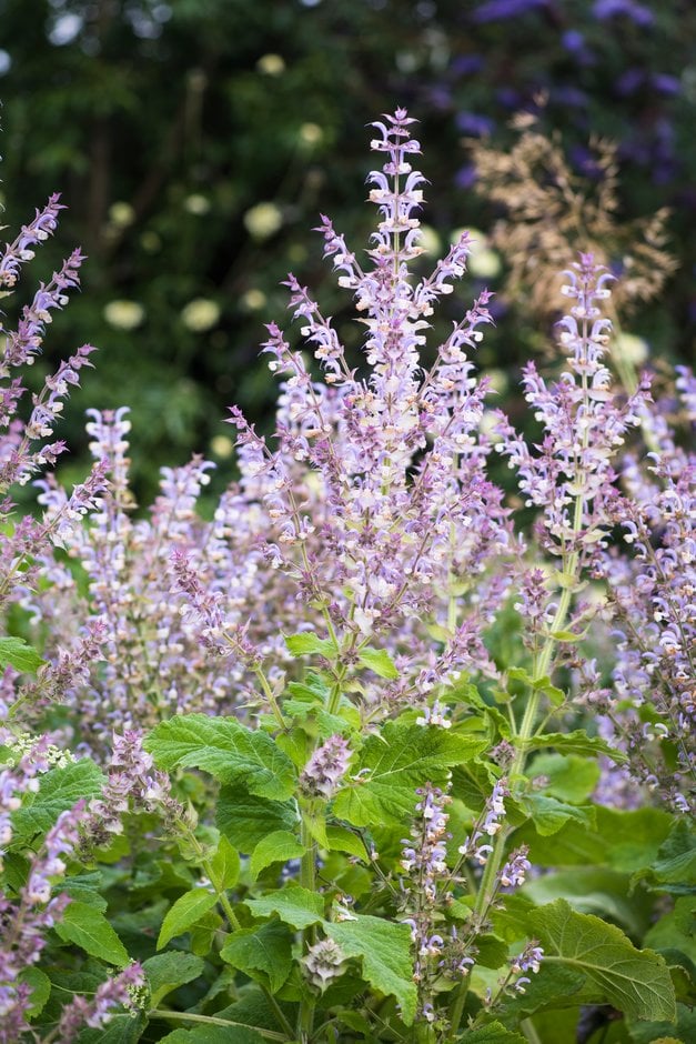 Salvia sclarea var. turkestaniana 'Vatican Pink' - Clary Sage