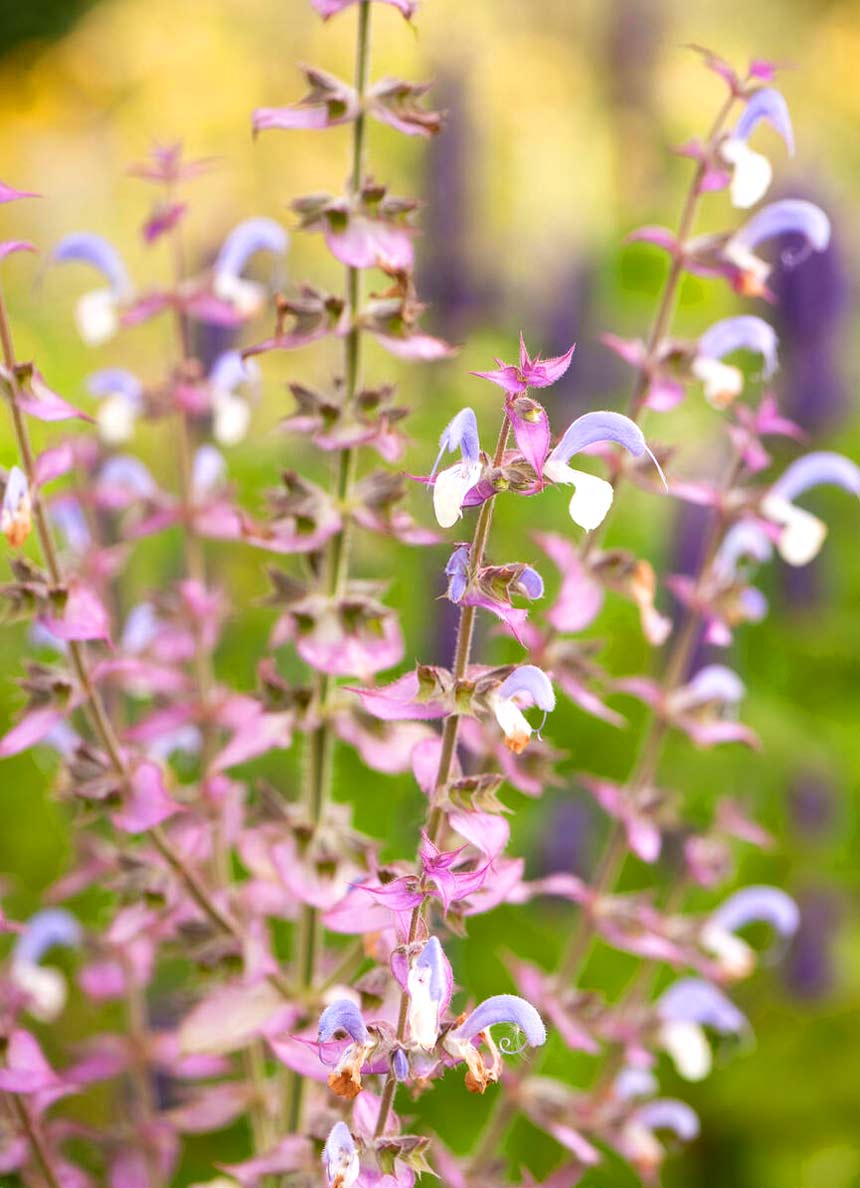 Salvia sclarea var. turkestaniana 'Vatican Pink' - Clary Sage