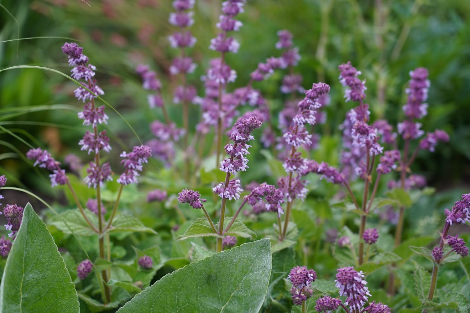 Salvia verticillata 'Purple Rain'