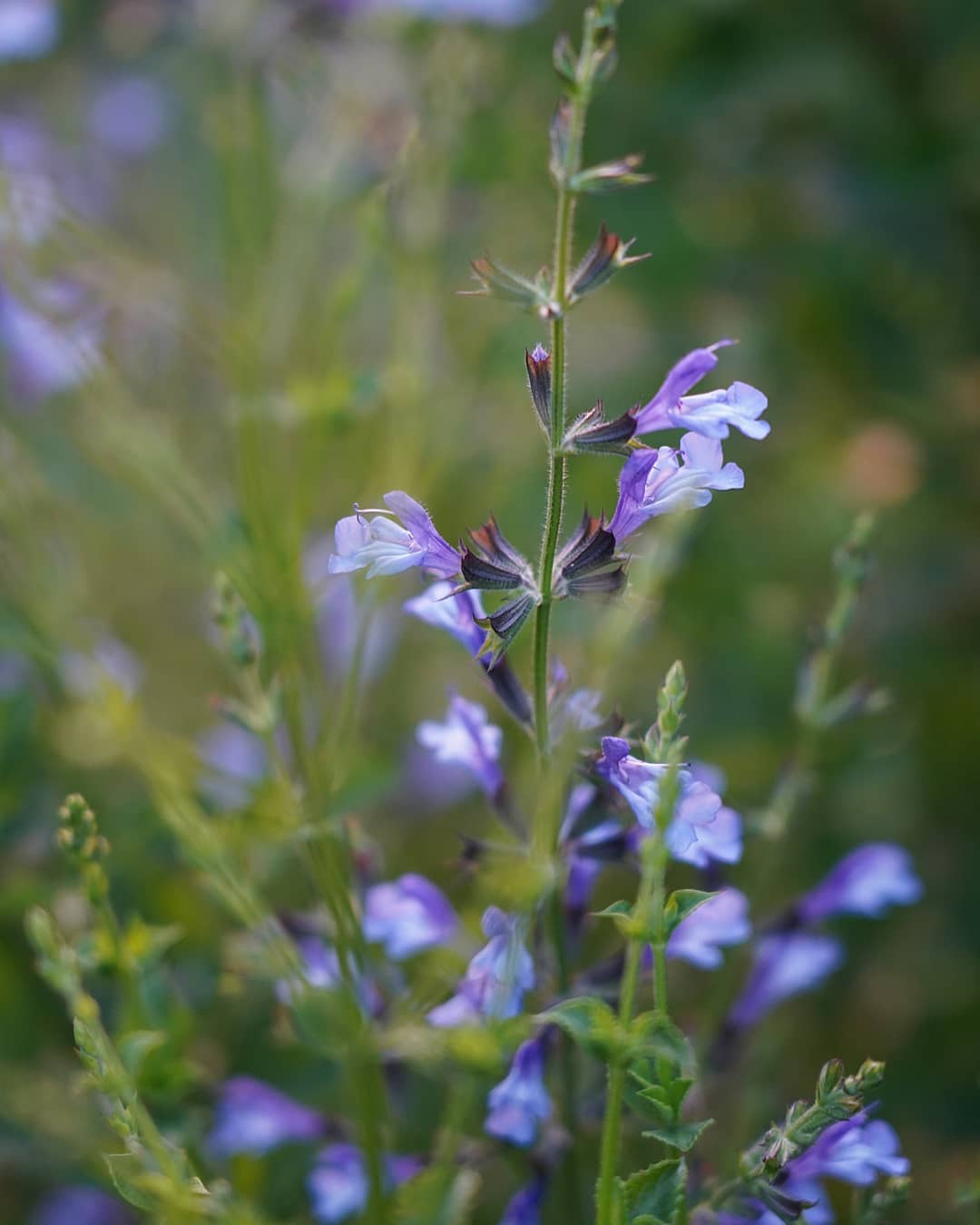 Salvia 'African Sky'