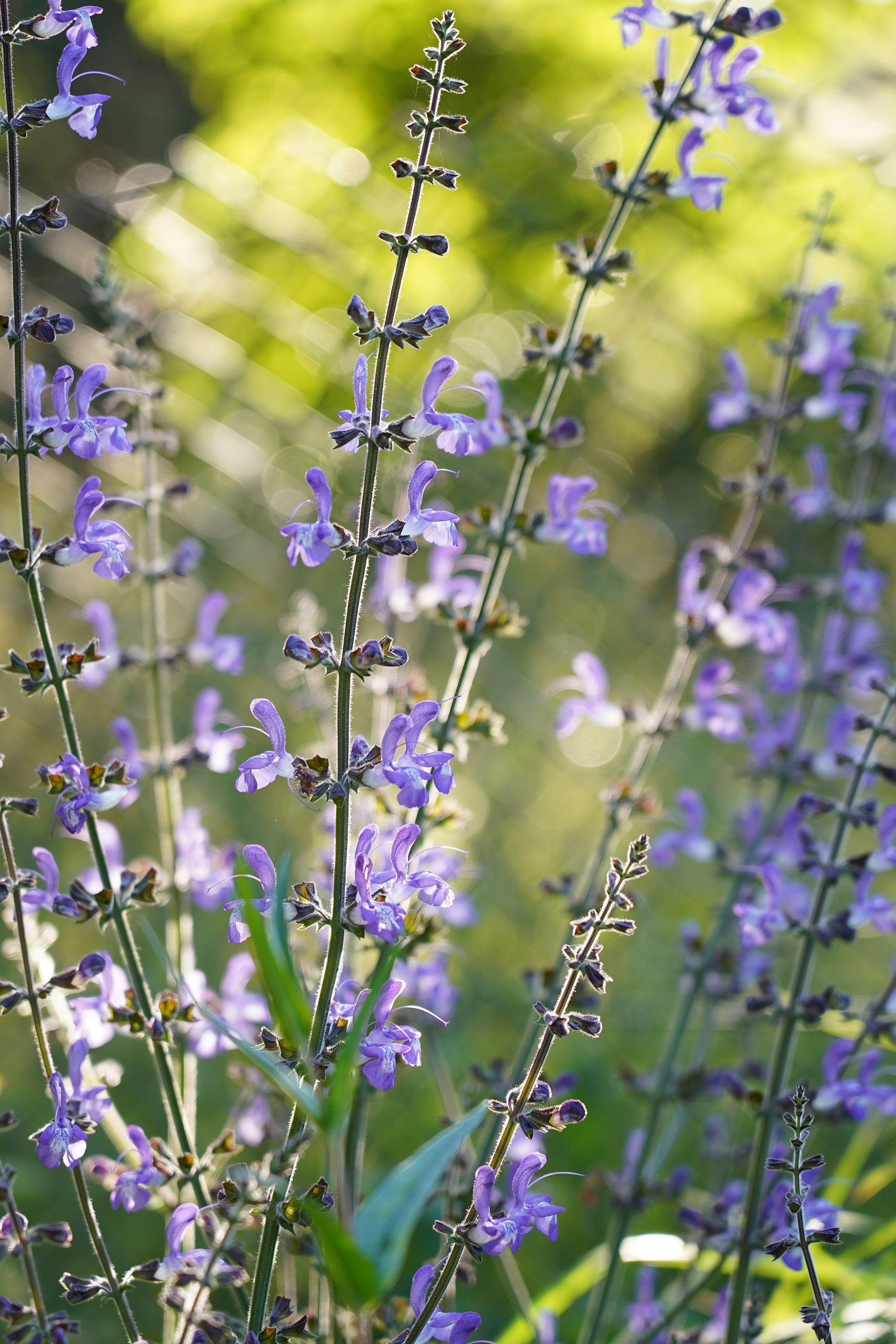 Salvia forskaehlei