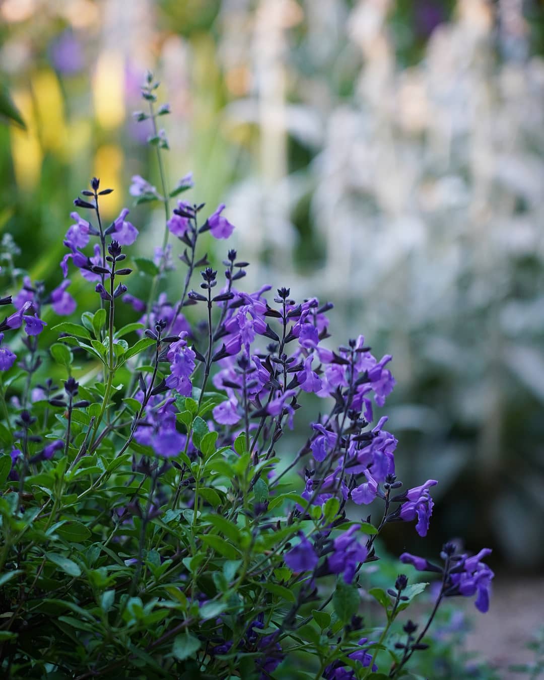 Salvia greggii 'Mesa Azure'