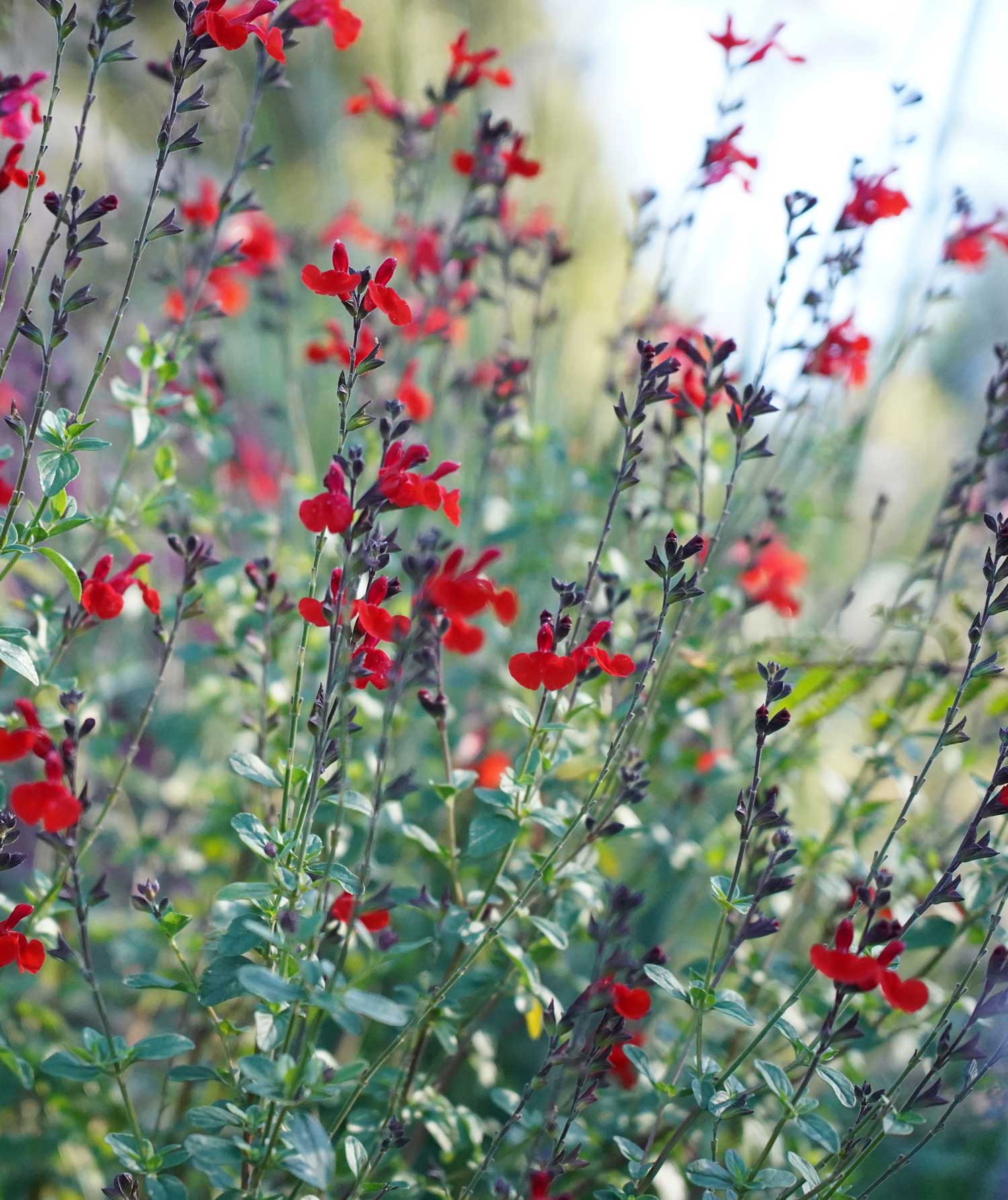 Salvia ‘Royal Bumble’