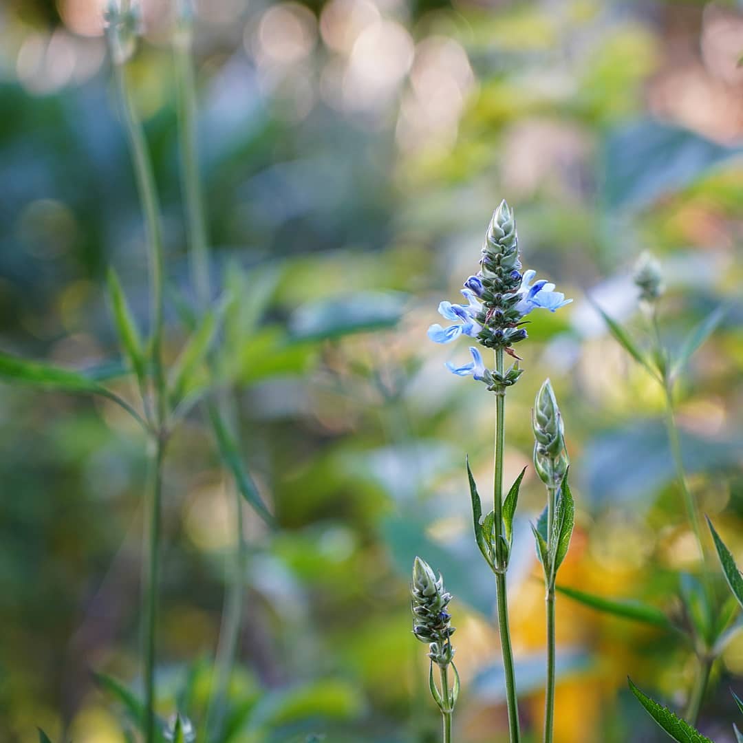 Salvia uliginosa