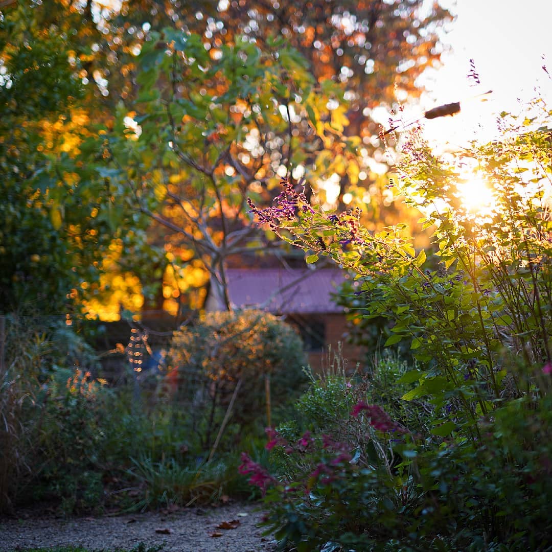 The garden of your dreams starts here at Aurora Perennials online plant nursery.