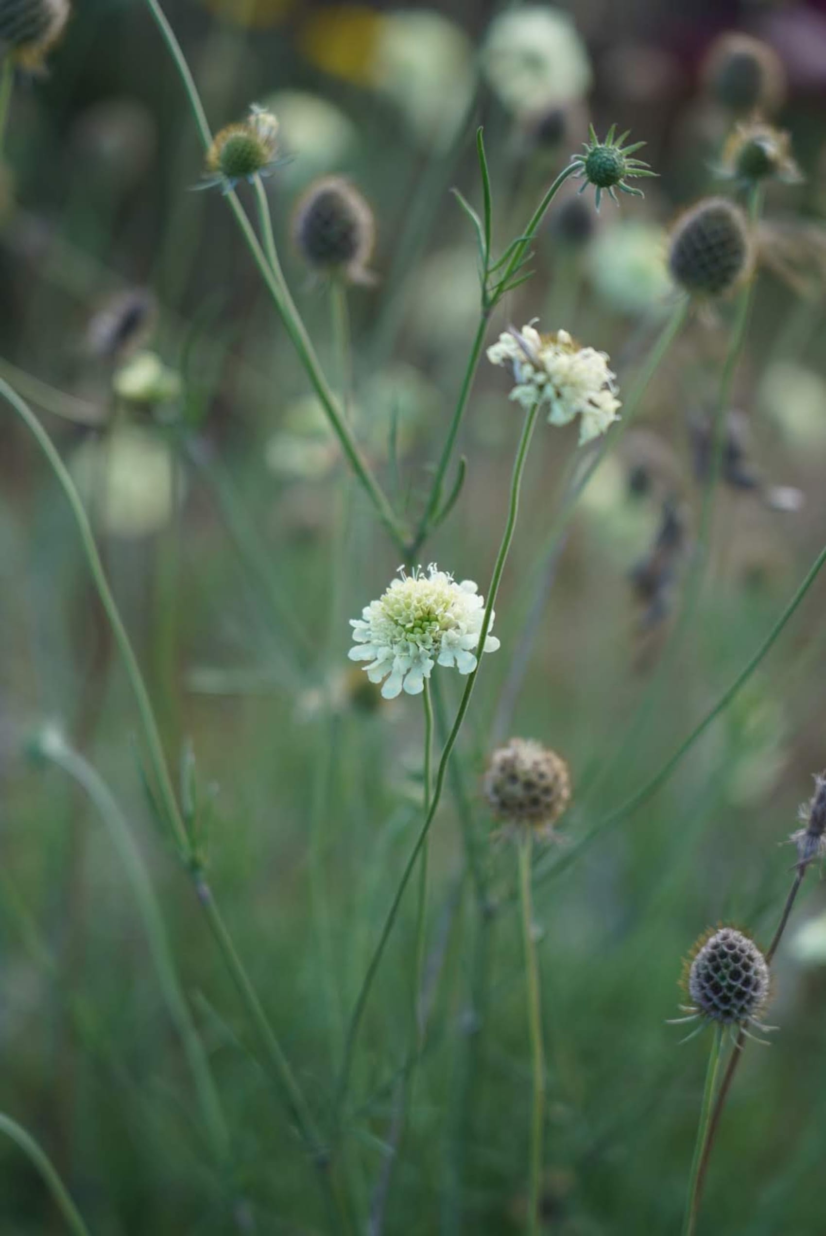 Scabiosa columbaria subsp. ochroleuca