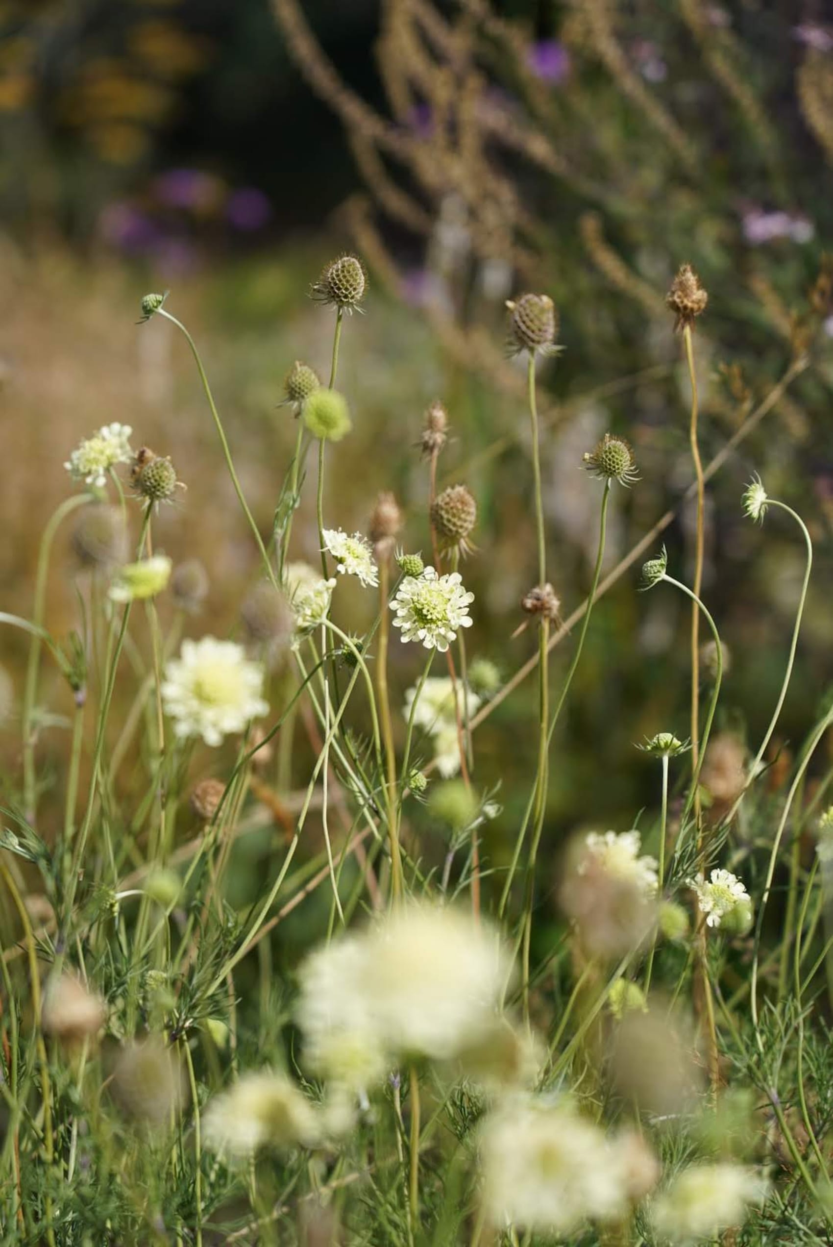Scabiosa columbaria subsp. ochroleuca