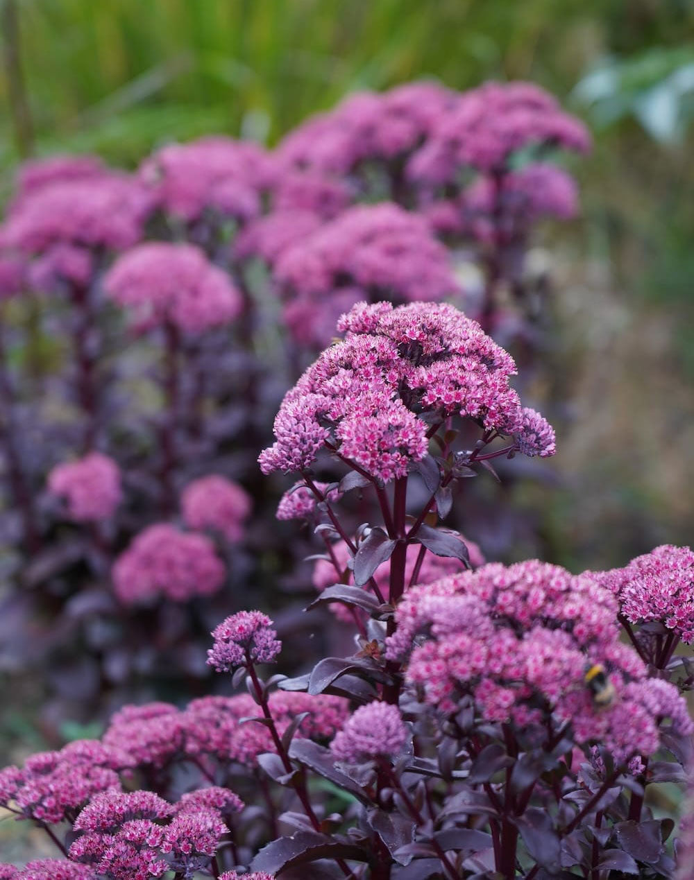 Sedum 'Dark Magic'
