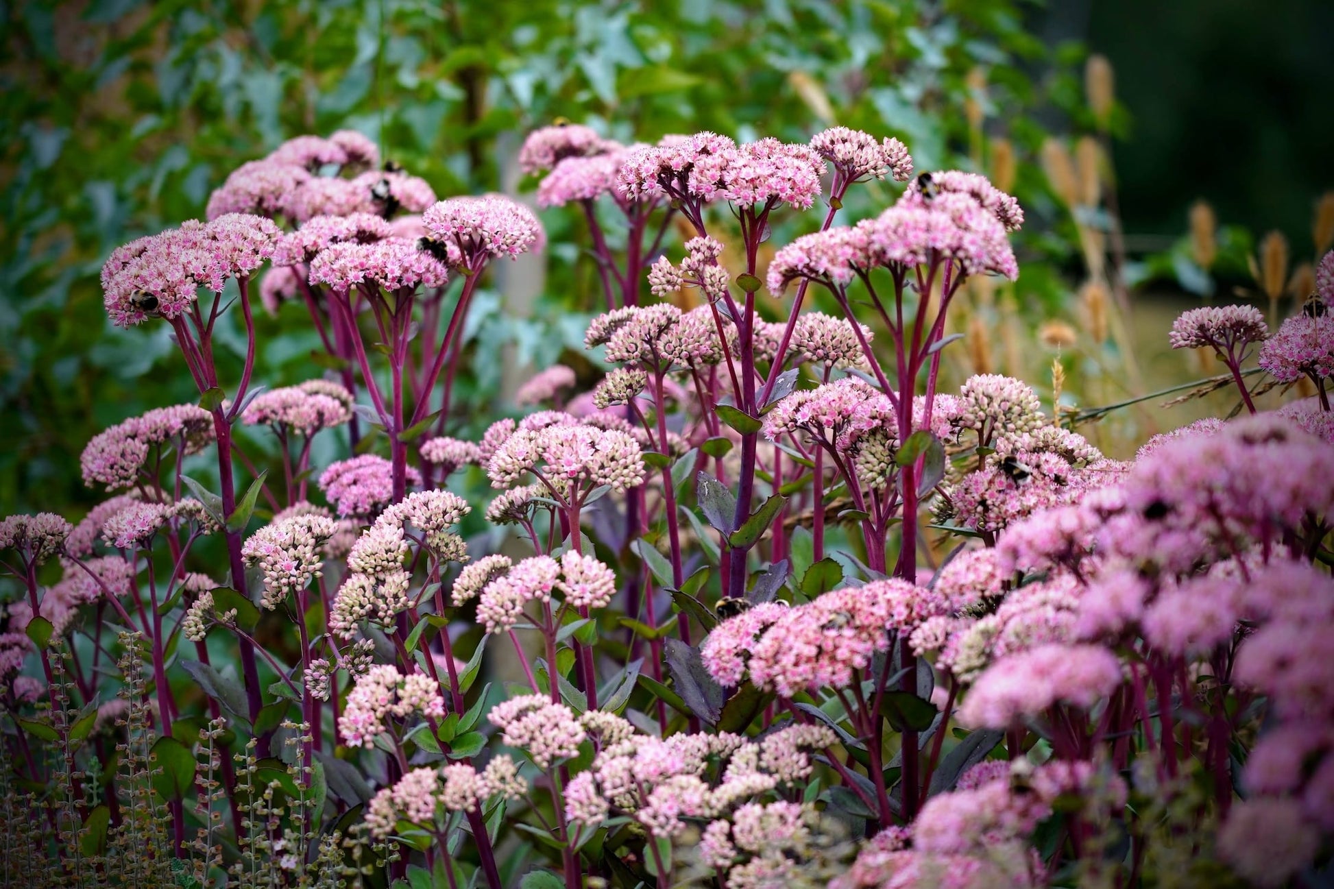 Sedum ‘Matrona'