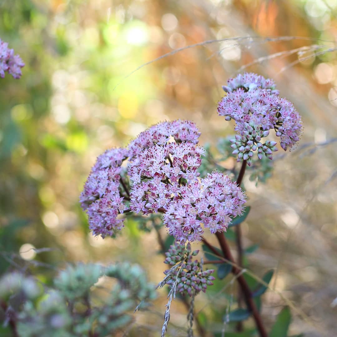 Sedum ‘Matrona'