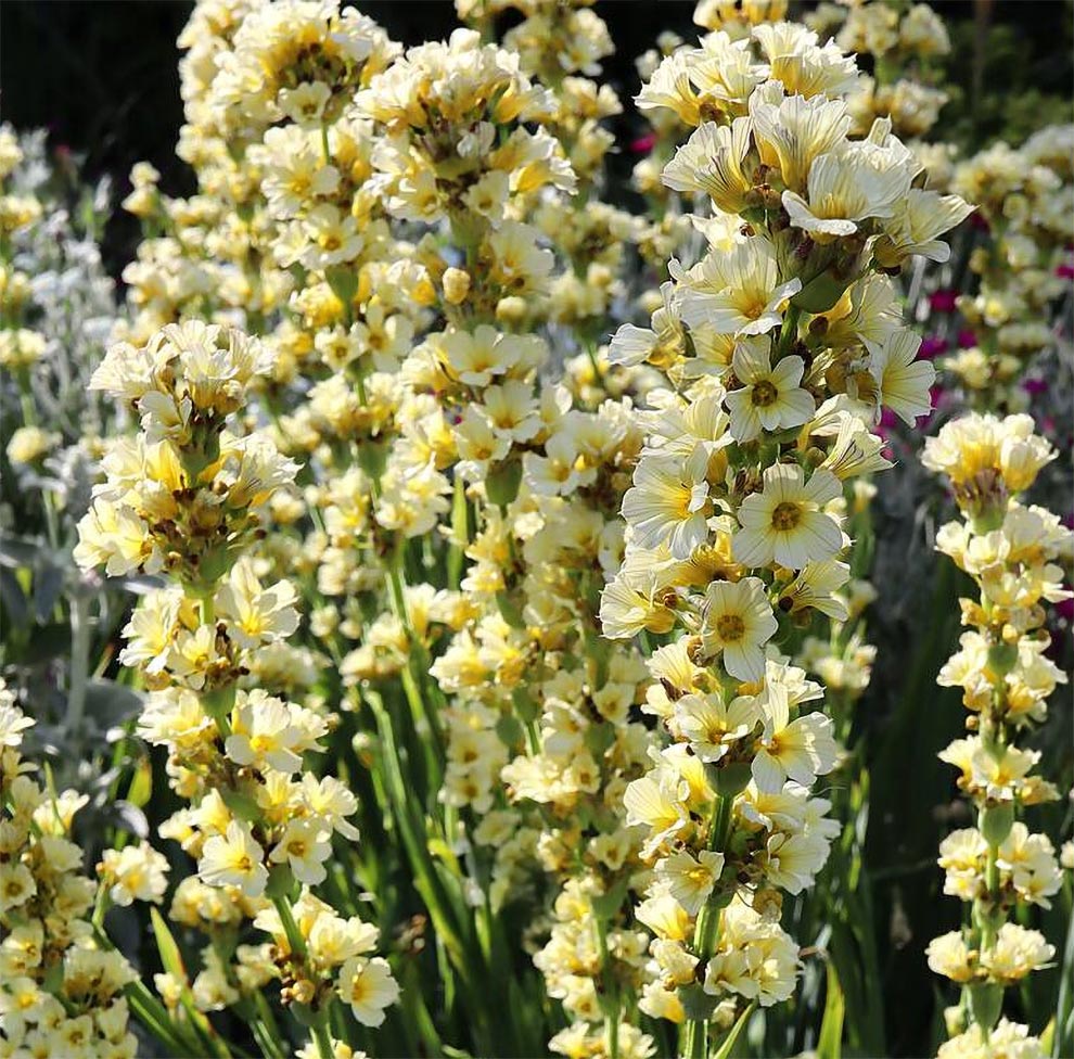Sisyrinchium striatum