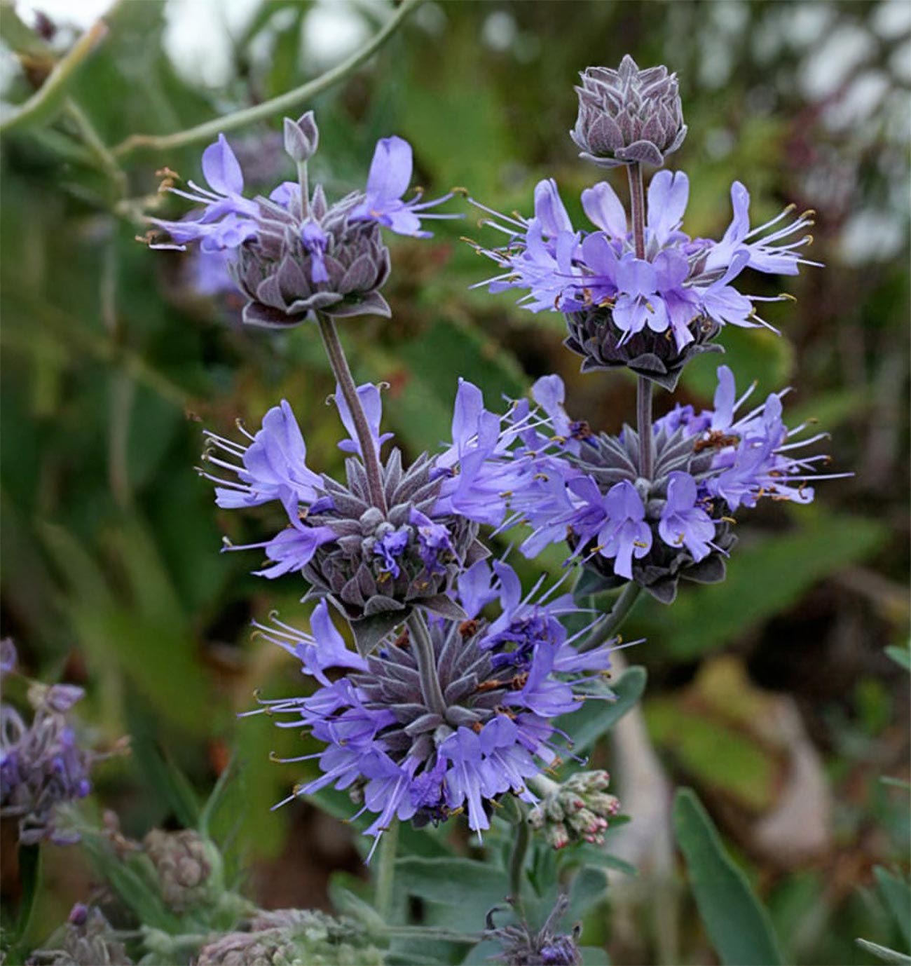 Salvia 'Pozo Blue'