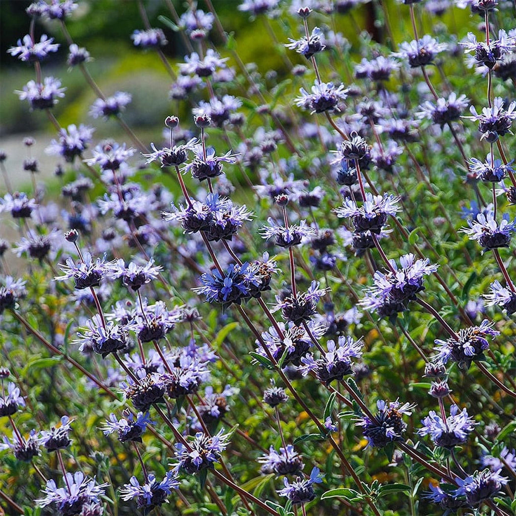 Salvia 'Pozo Blue'