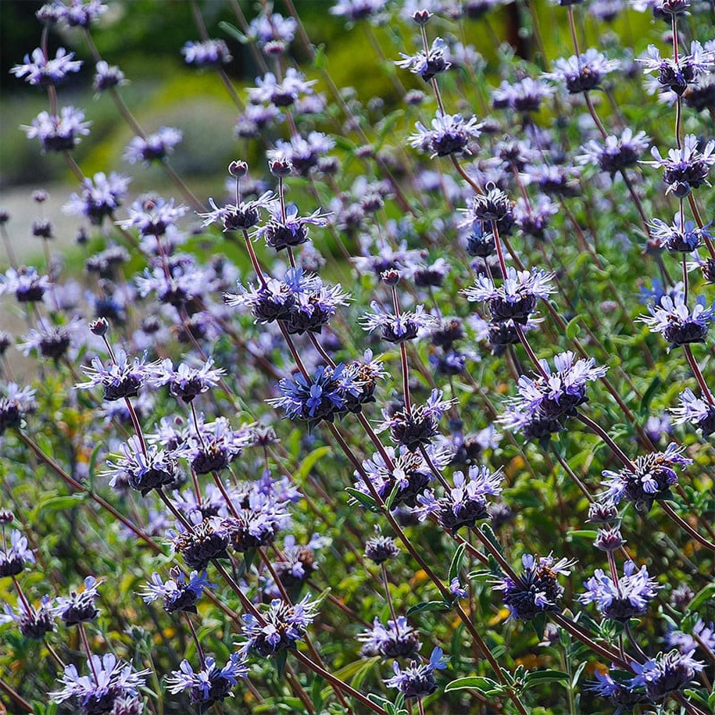 Salvia 'Pozo Blue'