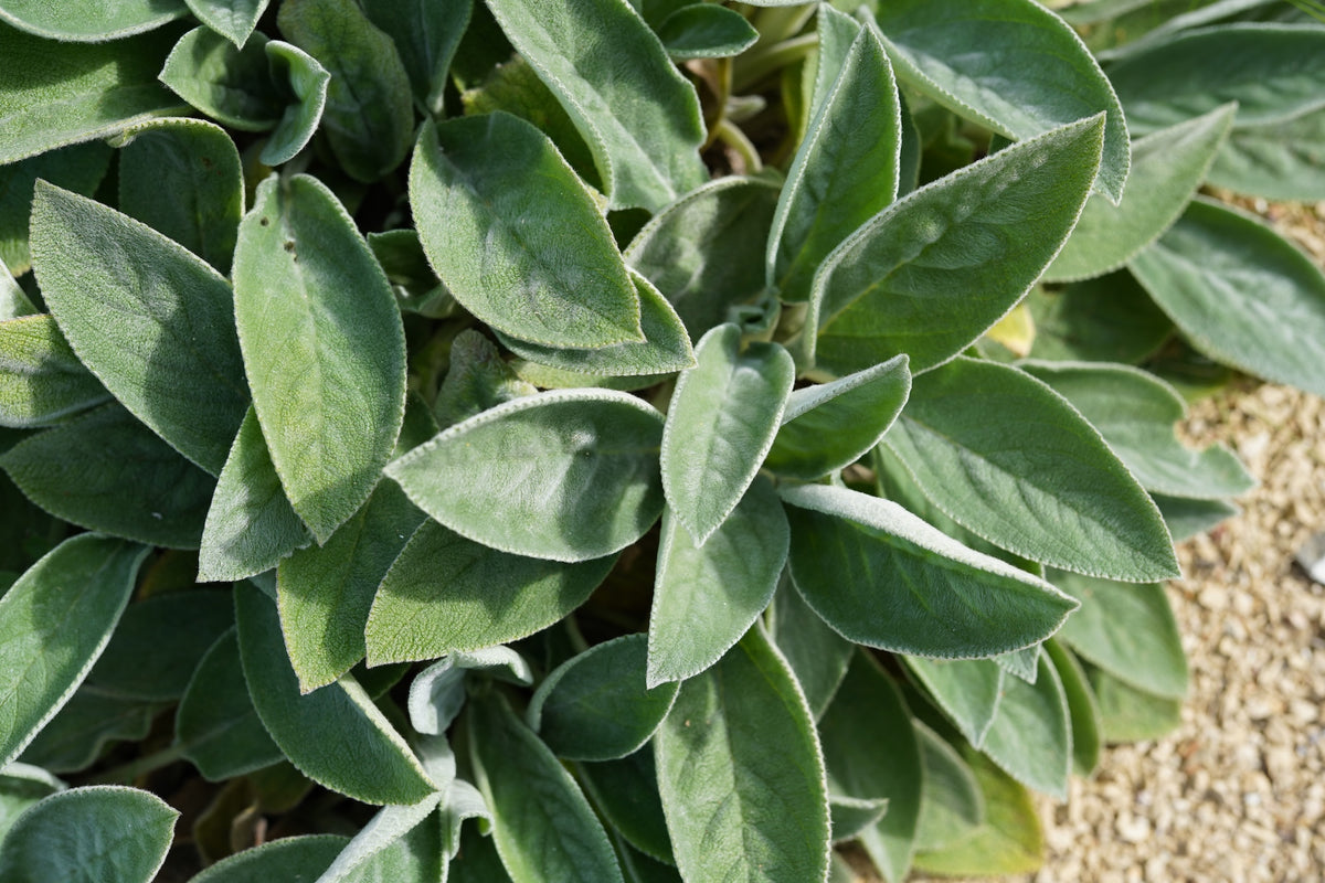 Stachys byzantina 'Big Ears'
