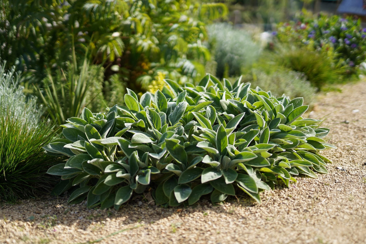 Stachys byzantina 'Big Ears'
