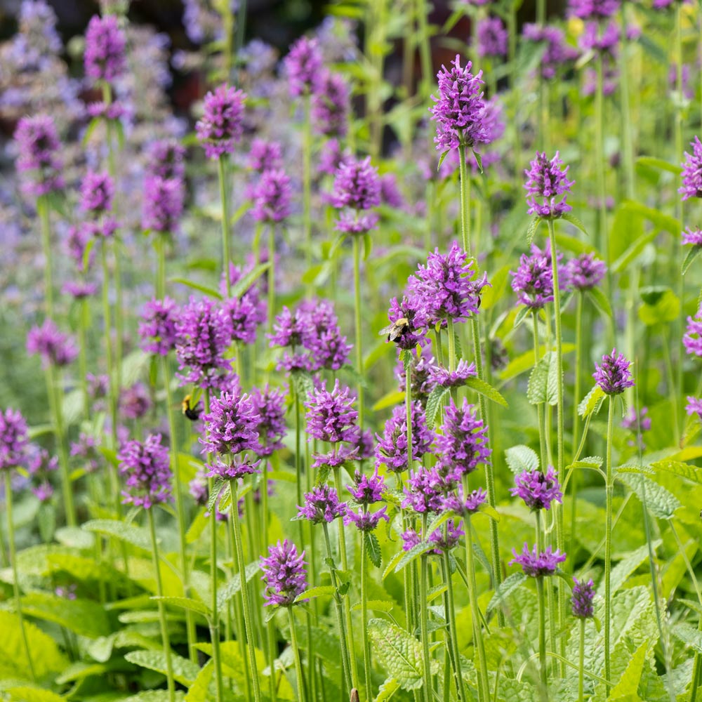 Image credit: whiteflowerfarm.com