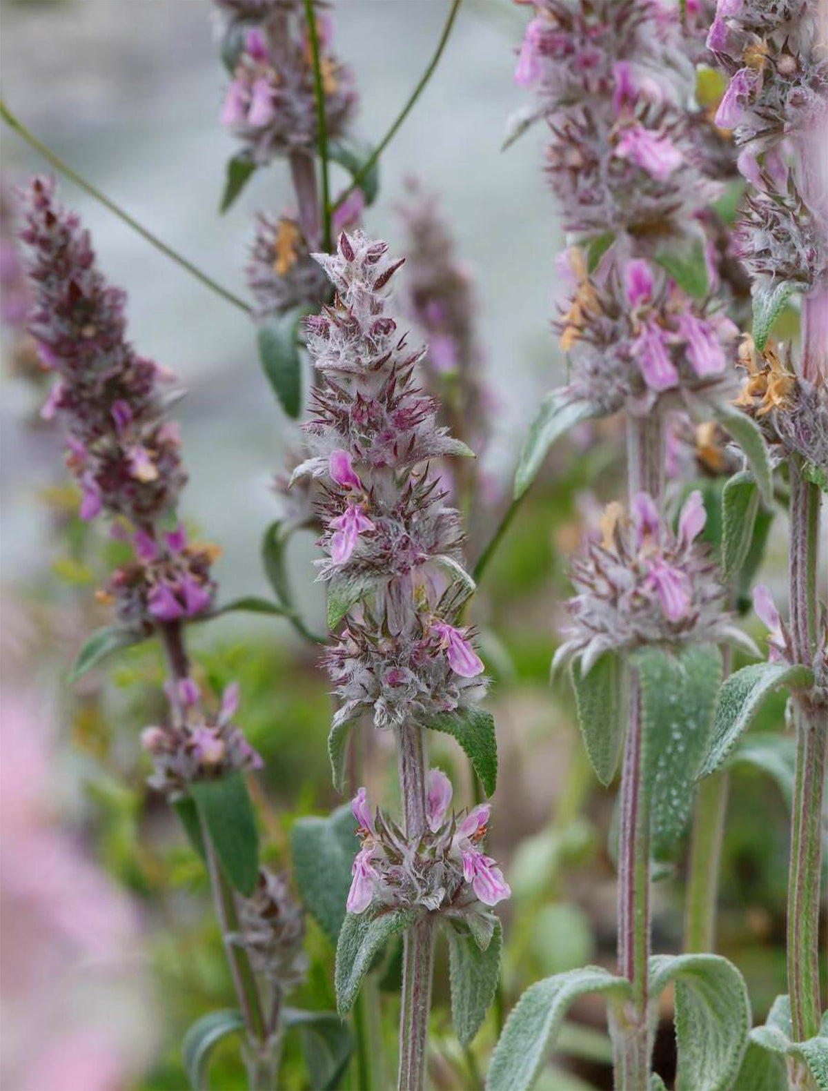 Stachys thirkei