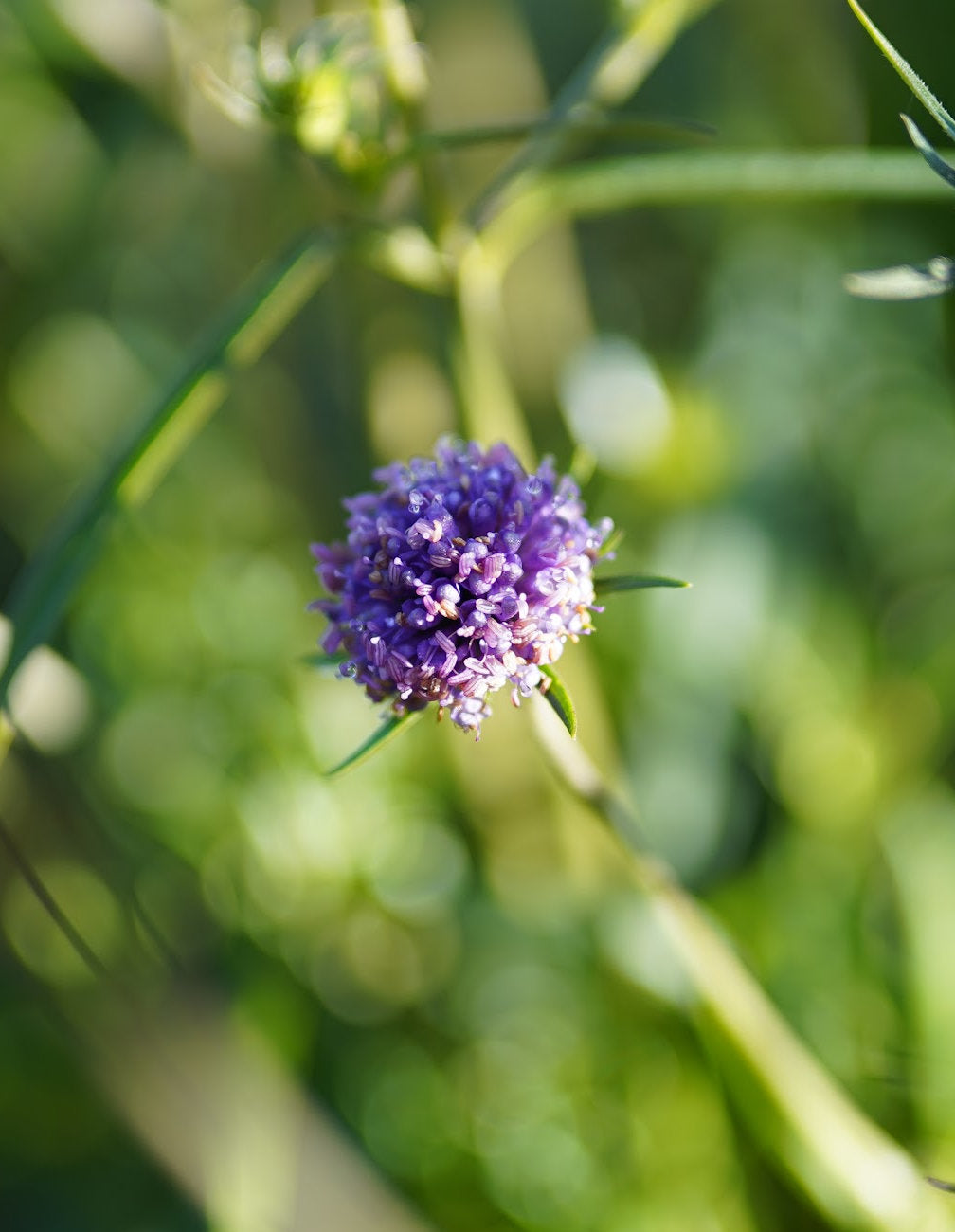 Succisa pratensis