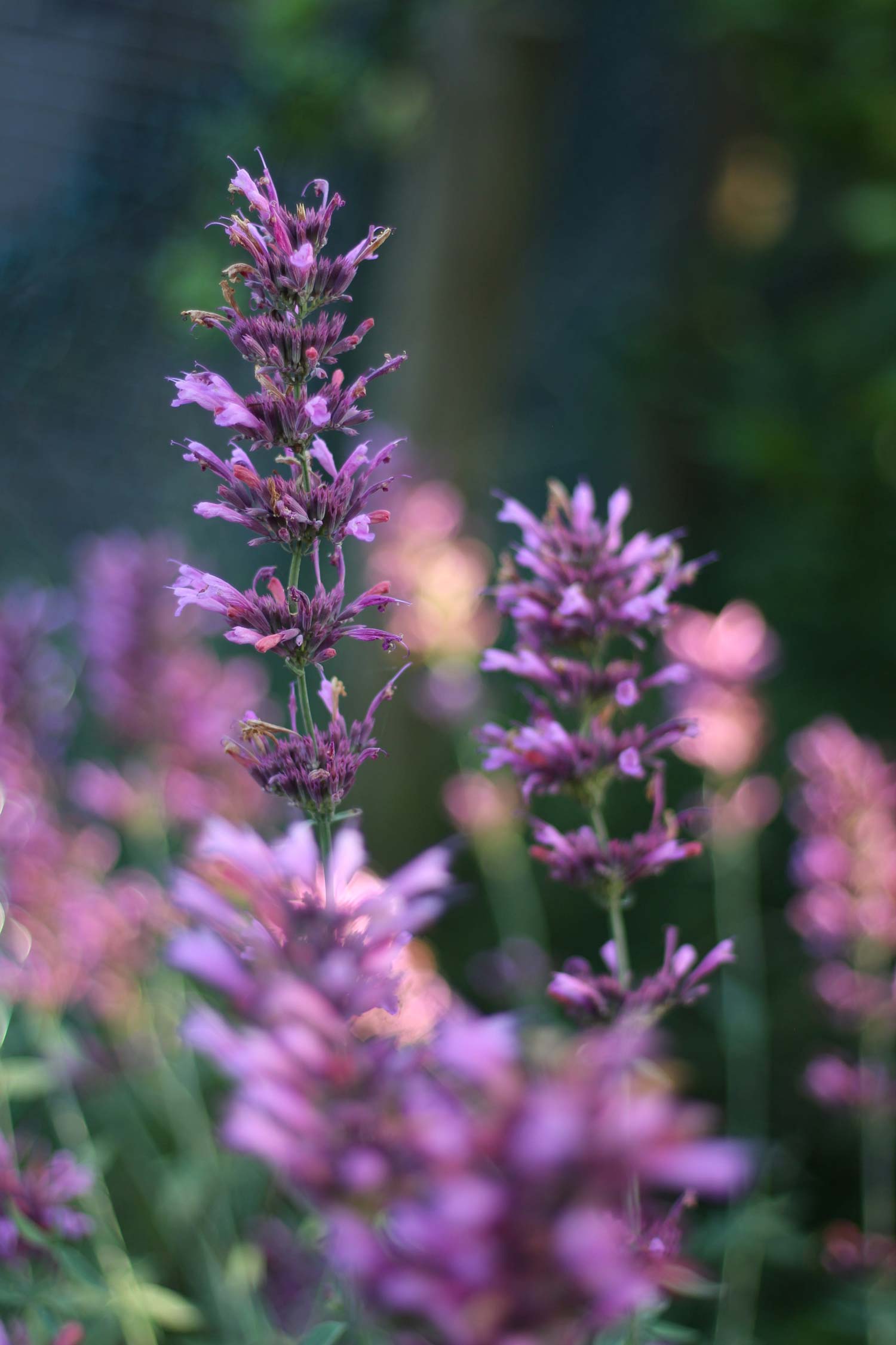 Agastache 'Sweet Lili'