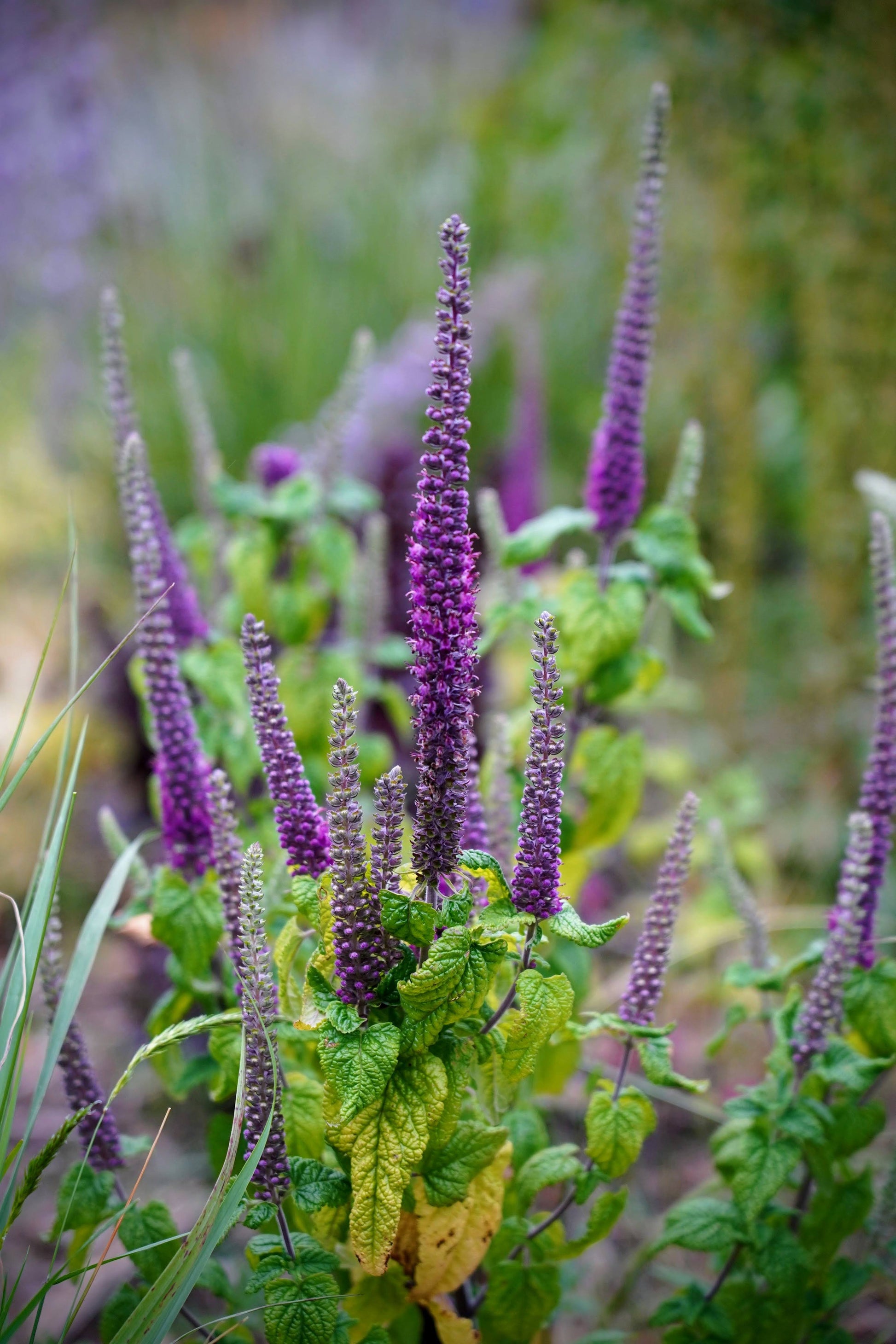 Teucrium hircanicum - Iranian wood sage