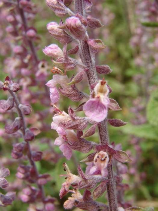 Teucrium massiliense