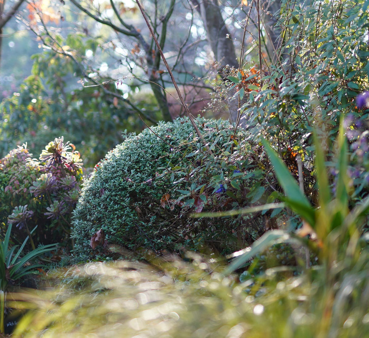 Teucrium fruticans