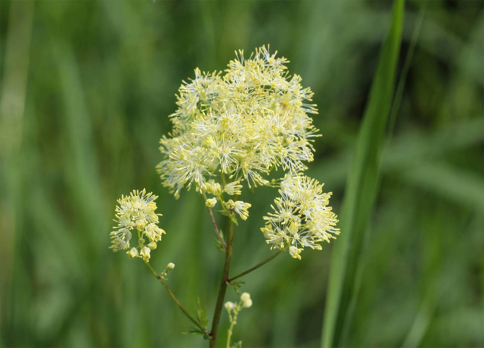 Thalictrum lucidum