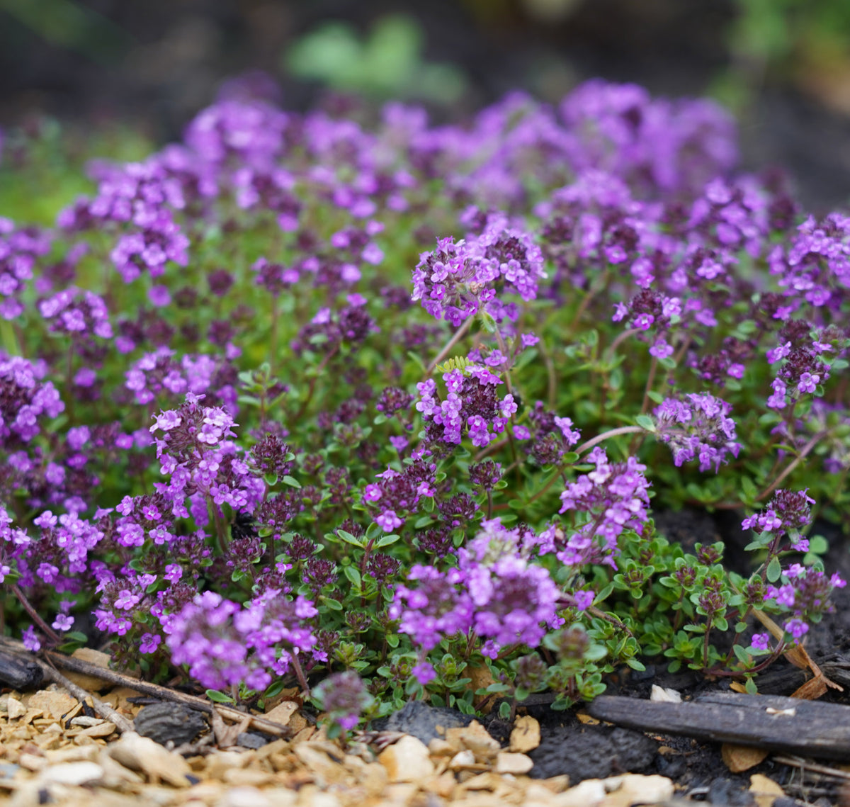 Thymus coccineus - Creeping Crimson Thyme