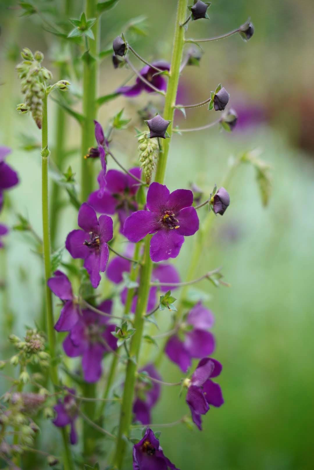 Verbascum phoeniceum 'Violetta'