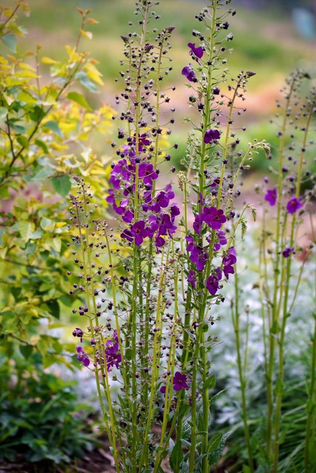 Verbascum phoeniceum 'Violetta'