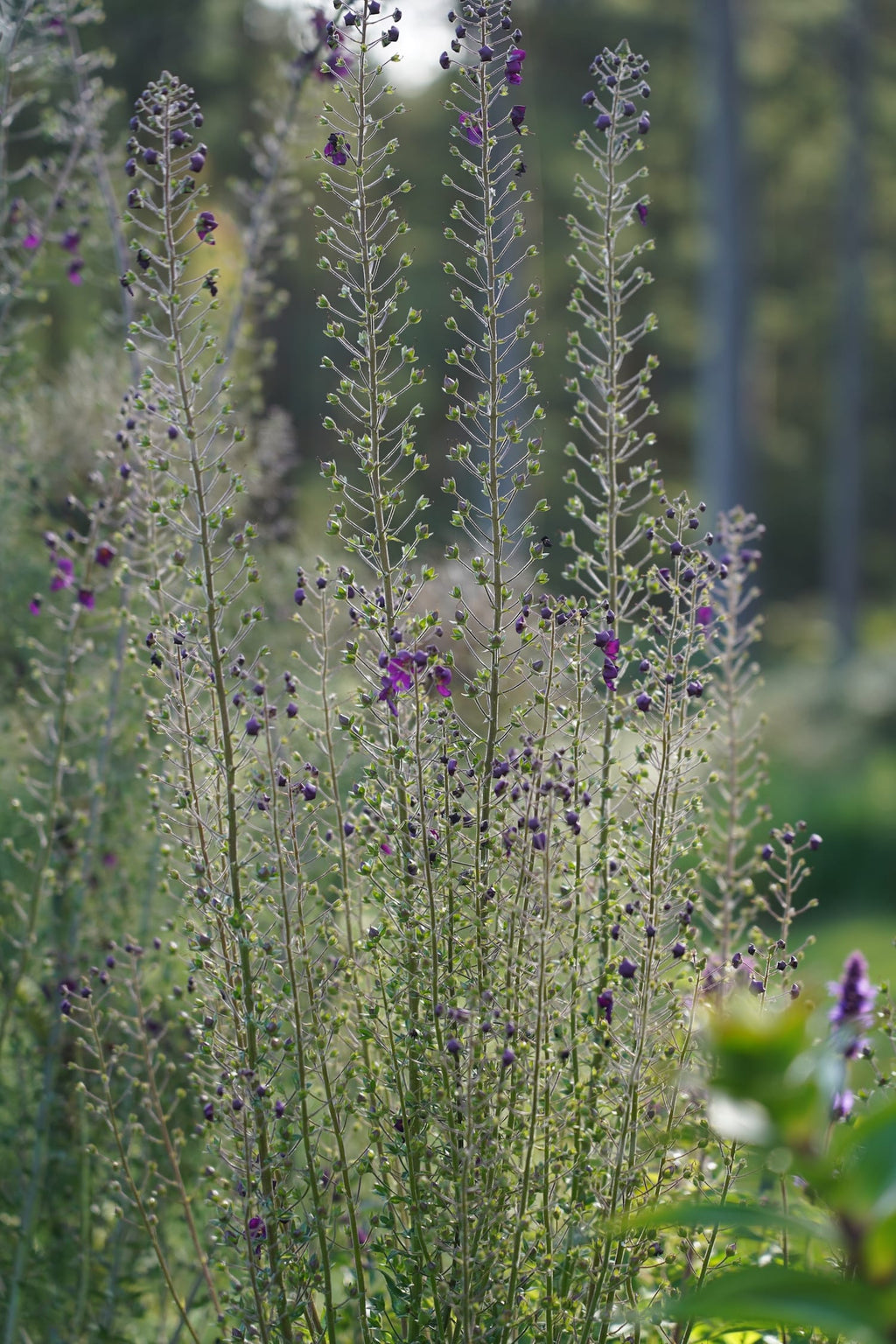 Verbascum phoeniceum 'Violetta'