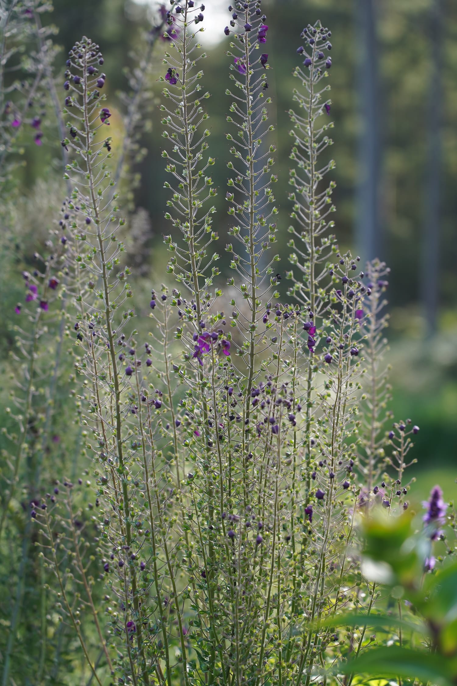 Verbascum phoeniceum 'Violetta'